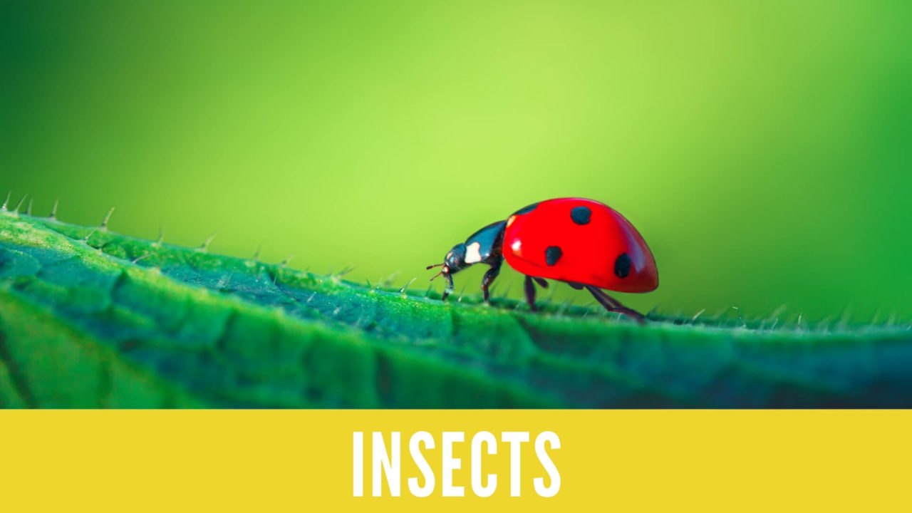 英語 昆虫の名詞フラッシュカード Insects Answer Key 金沢優のイメージで話せる英語 英会話の学び方