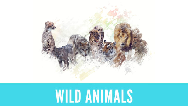 英語 動物の名詞フラッシュカード Wild Animals 金沢優のイメージで話せる英語 英会話の学び方