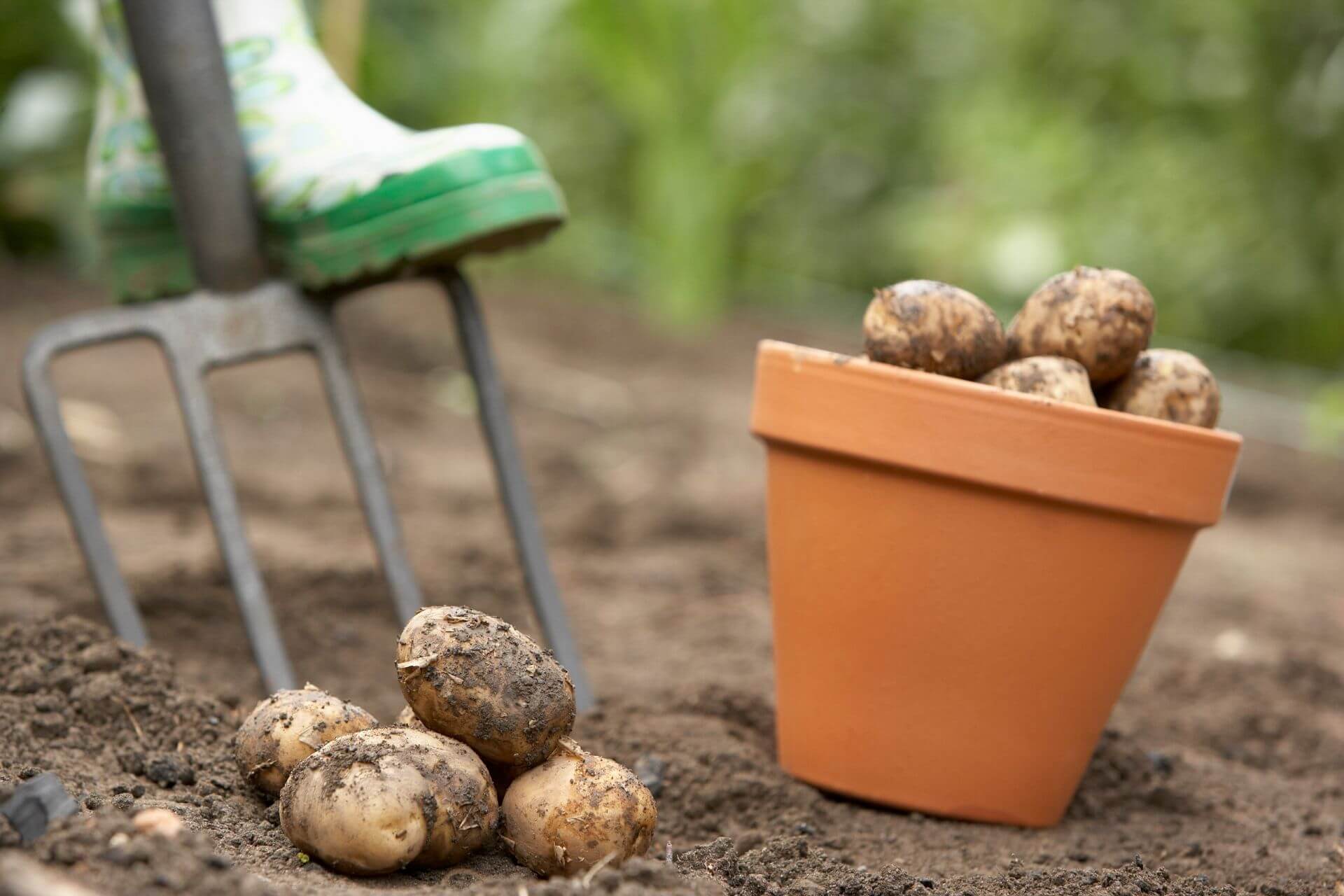 Время собирать картофель. Картошка в огороде. Картошка на даче. Уборка картофеля. Уборка раннего картофеля.
