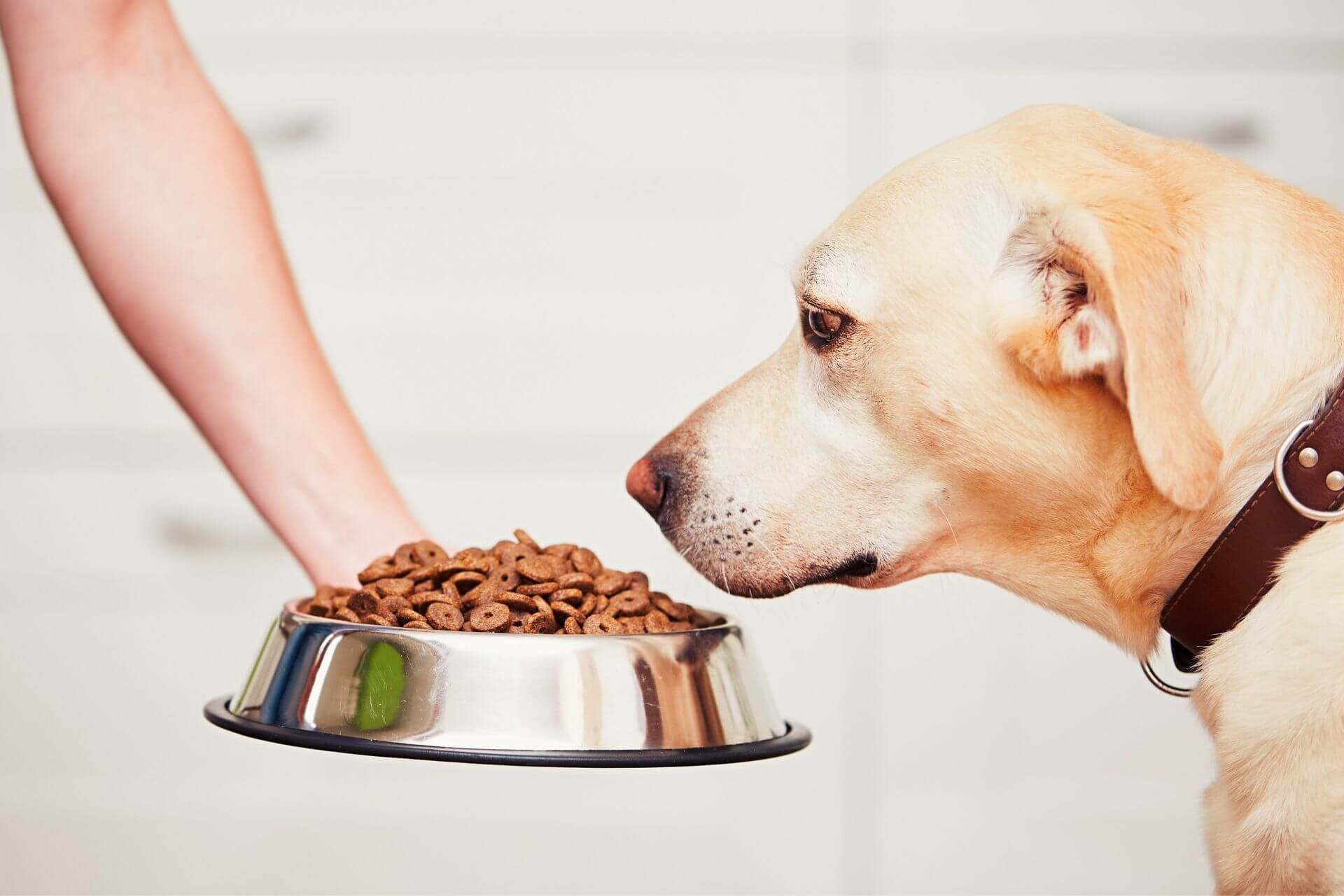 【英語】犬の動詞（Dogs）Answer Key金沢優のイメージ・語源で考える英語・英会話