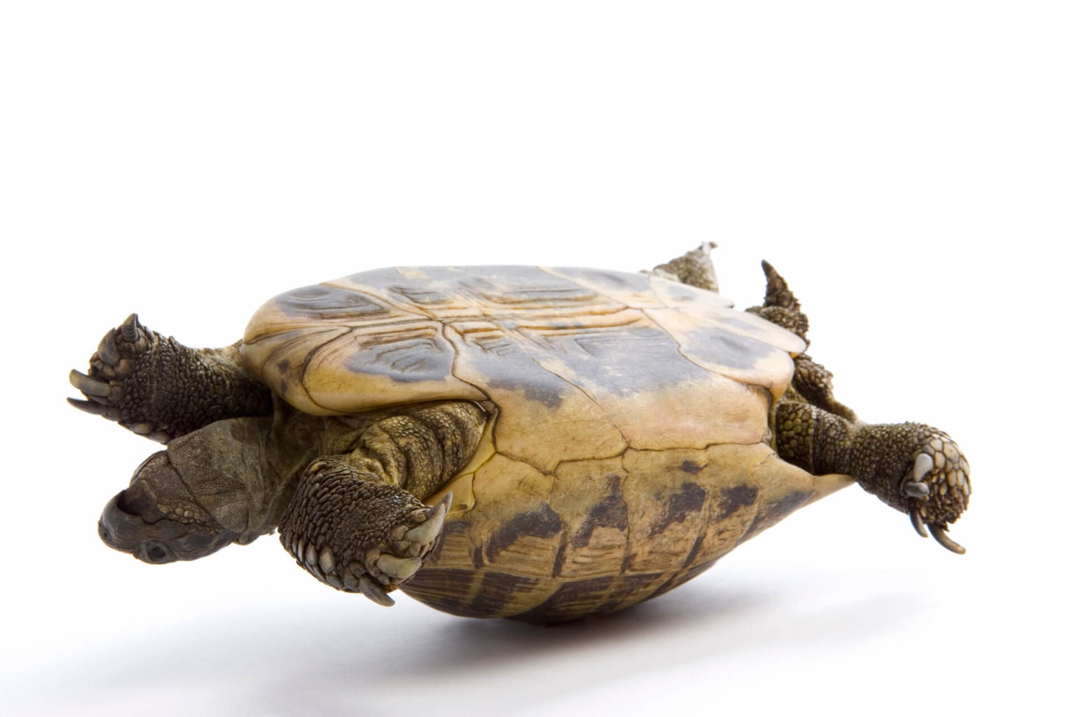 Черепаха лежу. Красноухая черепаха. Прудовая черепаха Ривза черепаха. Черепаха Миссисипская пилоспинная. Среднеазиатская красноухая черепаха.