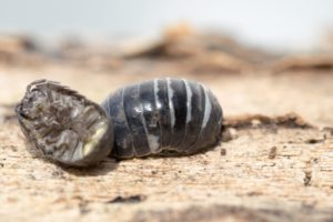 英語 昆虫の名詞フラッシュカード Insects Answer Key 金沢優のイメージで話せる英語 英会話の学び方