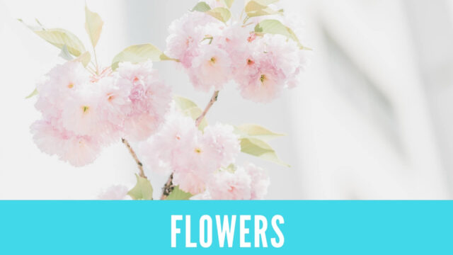 英語 花の名前 Flowers Answer Key 金沢優のイメージで話せる英語 英会話の学び方