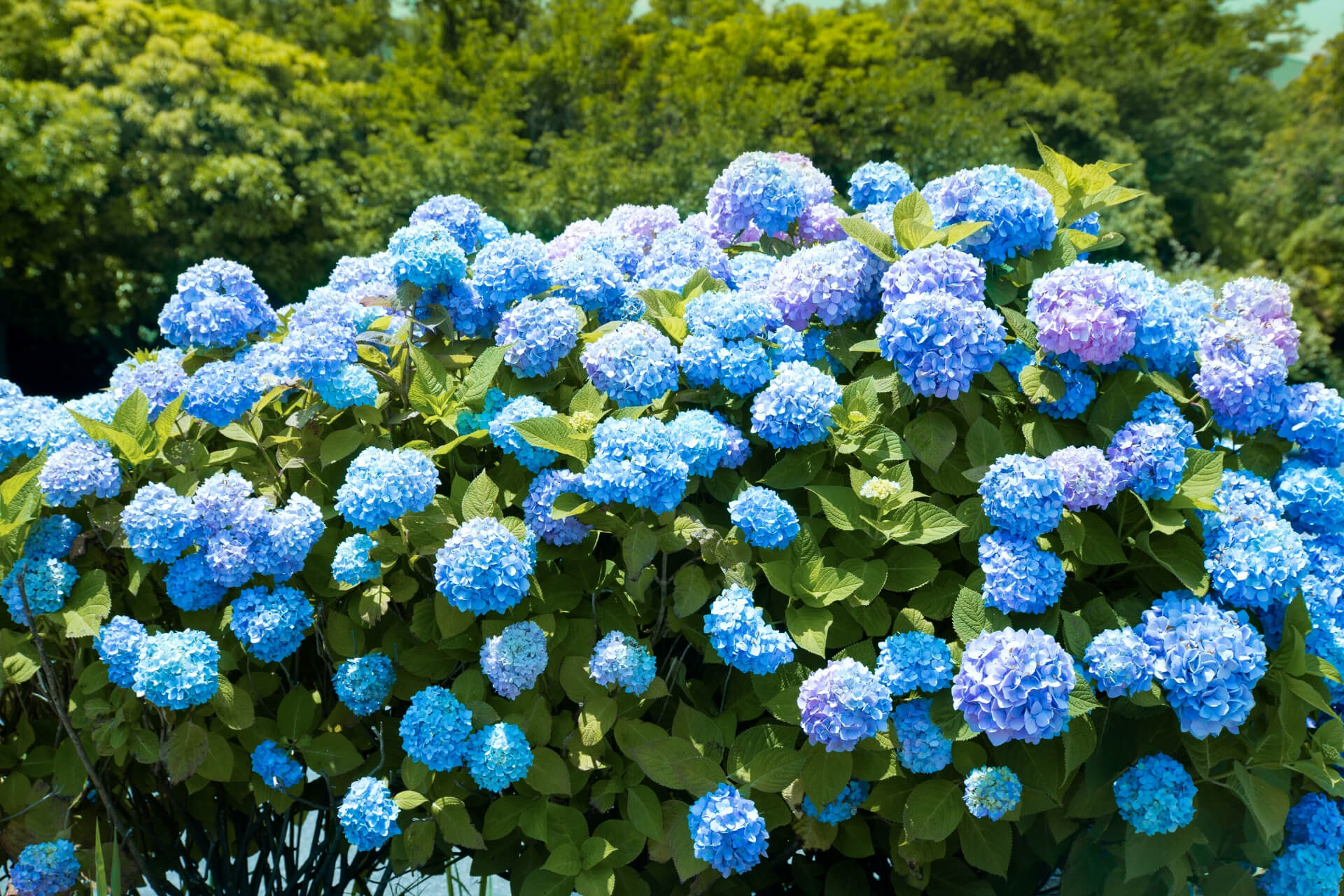 Гортензия Садовая синяя