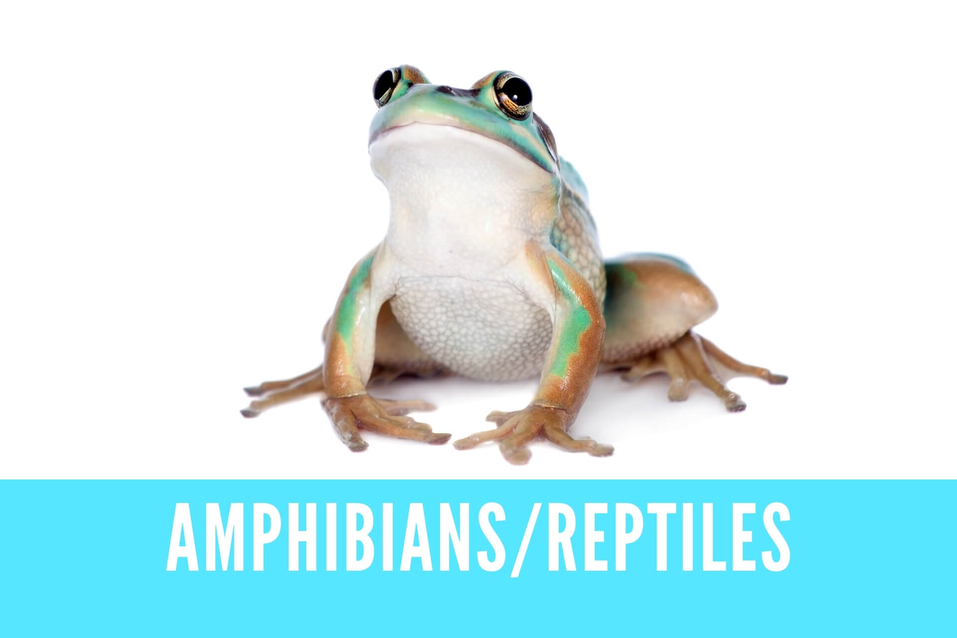 英語 両生類 爬虫類の名詞フラッシュカード Amphibians Reptiles Answer Key 金沢優のイメージで話せる英語 英会話の学び方