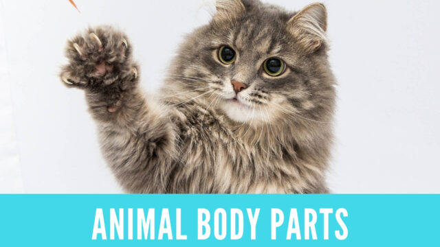 英語 動物のパーツの名詞 Animal Body Parts Answer Key 金沢優のイメージで話せる英語 英会話の学び方