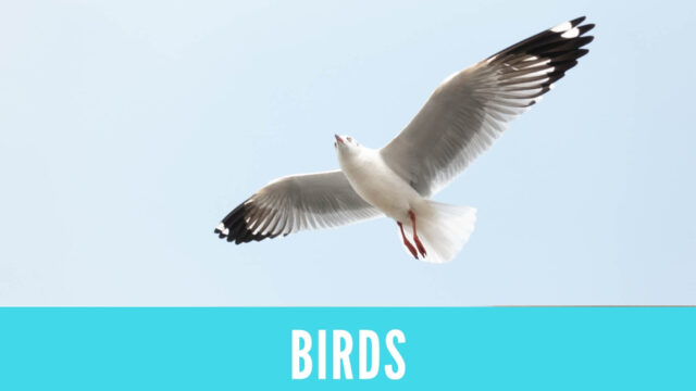 英語 鳥の名前の名詞 Birds Answer Key 金沢優のイメージで話せる英語 英会話の学び方