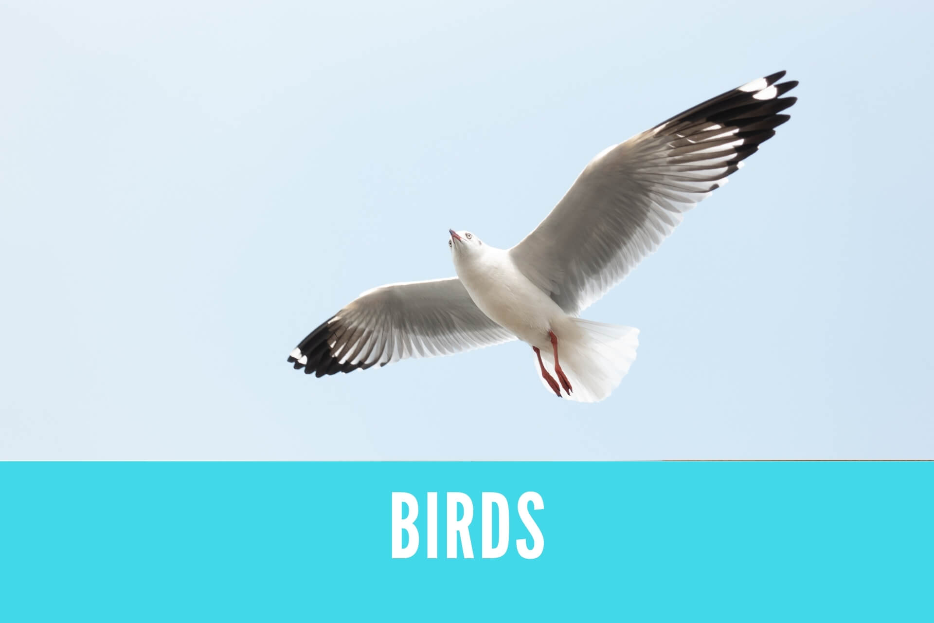 英語 鳥の名前の名詞 Birds Answer Key 金沢優のイメージで話せる英語 英会話の学び方