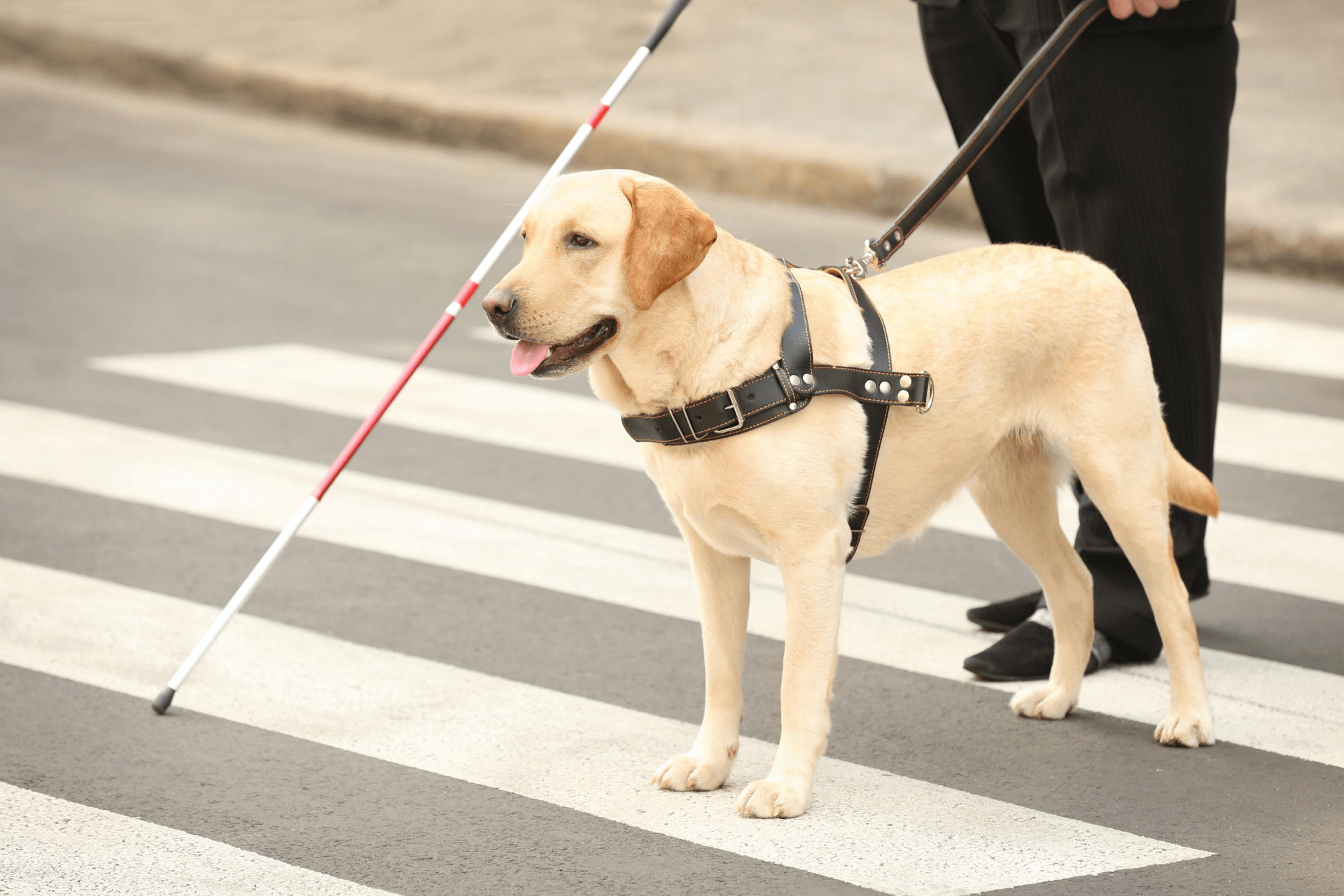 英語 犬の形容詞フラッシュカード Dogs 金沢優のイメージで話せる英語 英会話の学び方