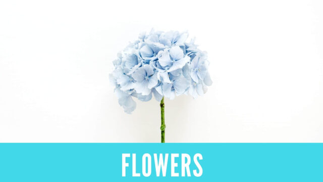 英語 花の形容詞 Flowers Answer Key 金沢優のイメージで話せる英語 英会話の学び方