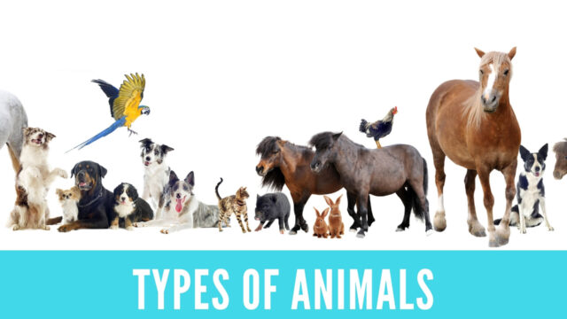 英語 動物の種類の名詞 Types Of Animals Answer Key 金沢優のイメージで話せる英語 英会話の学び方