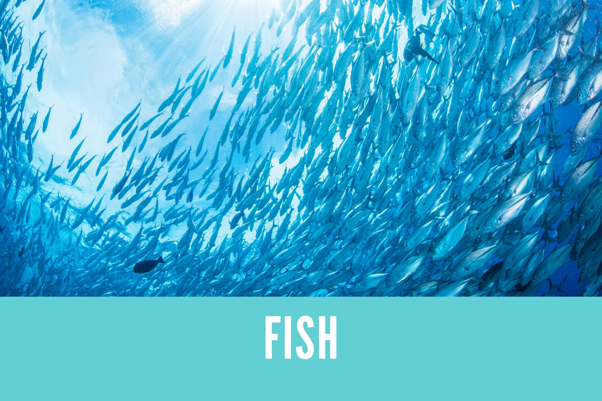 英語 魚の名詞フラッシュカード Fish Answer Key 金沢優のイメージで話せる英語 英会話の学び方