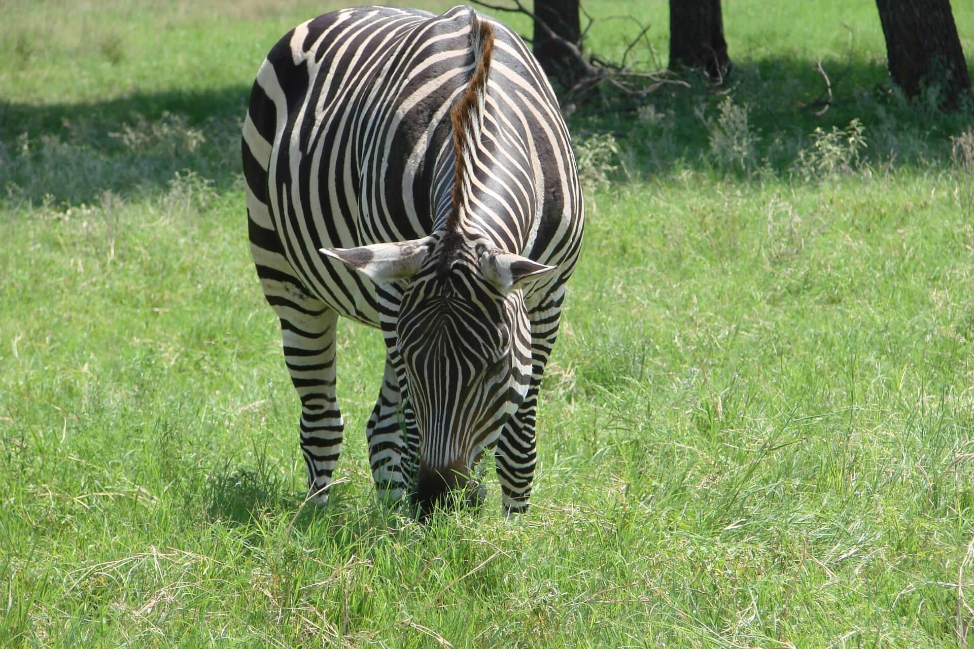 英語 動物の種類の名詞フラッシュカード Types Of Animals 金沢優のイメージで話せる英語 英会話の学び方