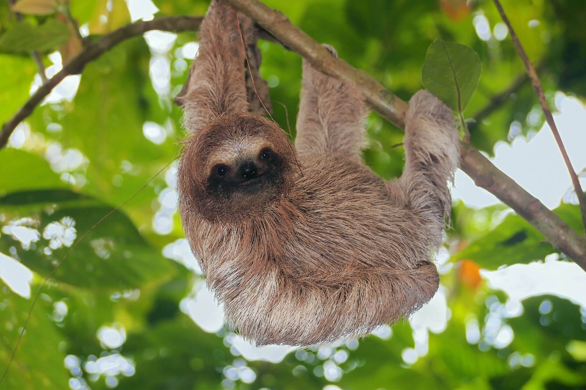 英語 動物の名詞フラッシュカード Animals 金沢優のイメージで話せる英語 英会話の学び方