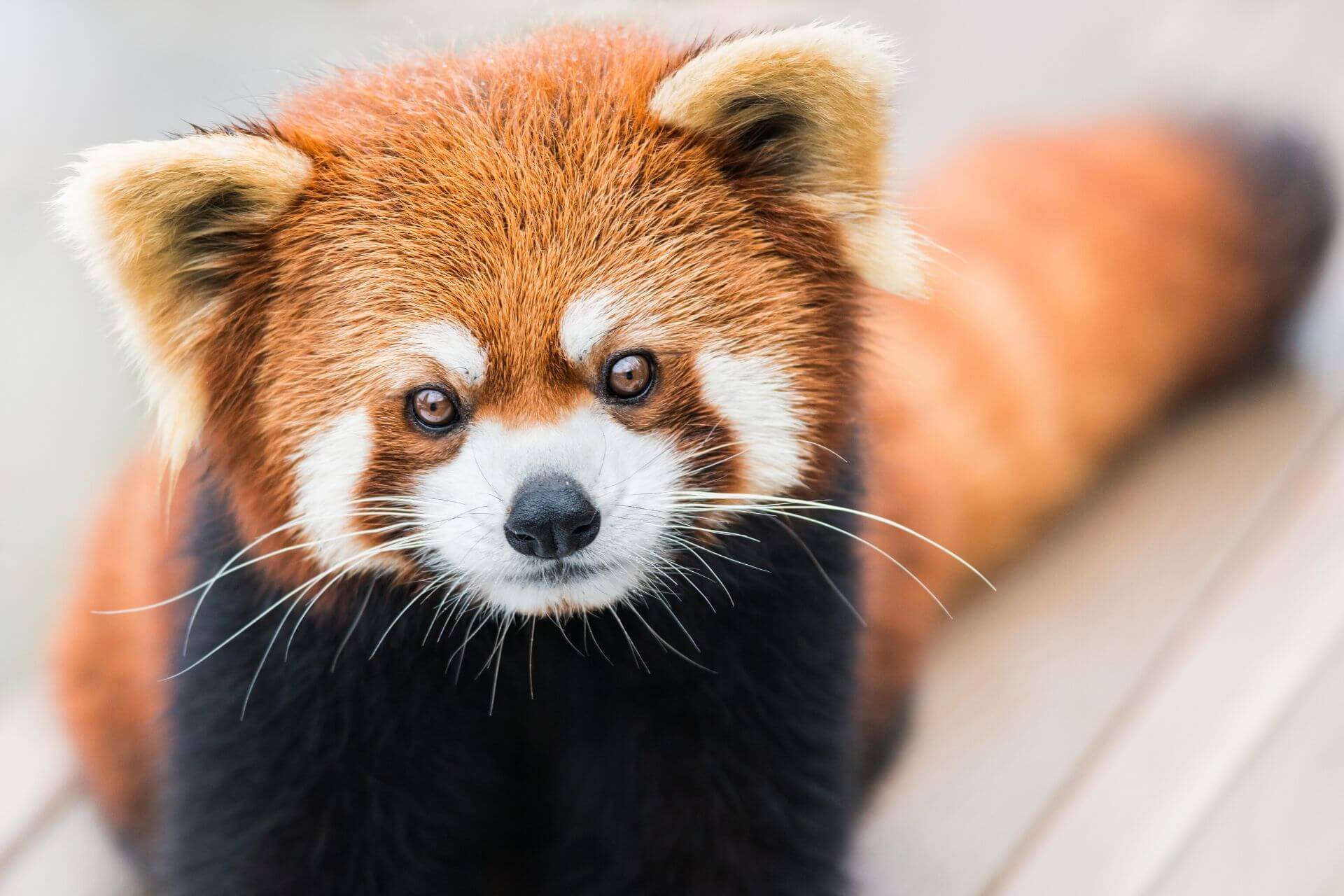 レッサーパンダ 英語 読み