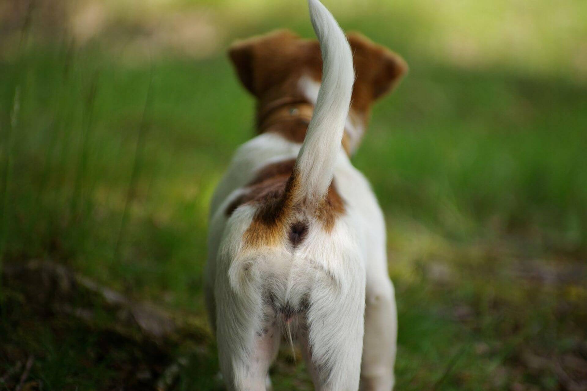 英語 犬の動詞フラッシュカード Dogs 金沢優のイメージで話せる英語 英会話の学び方