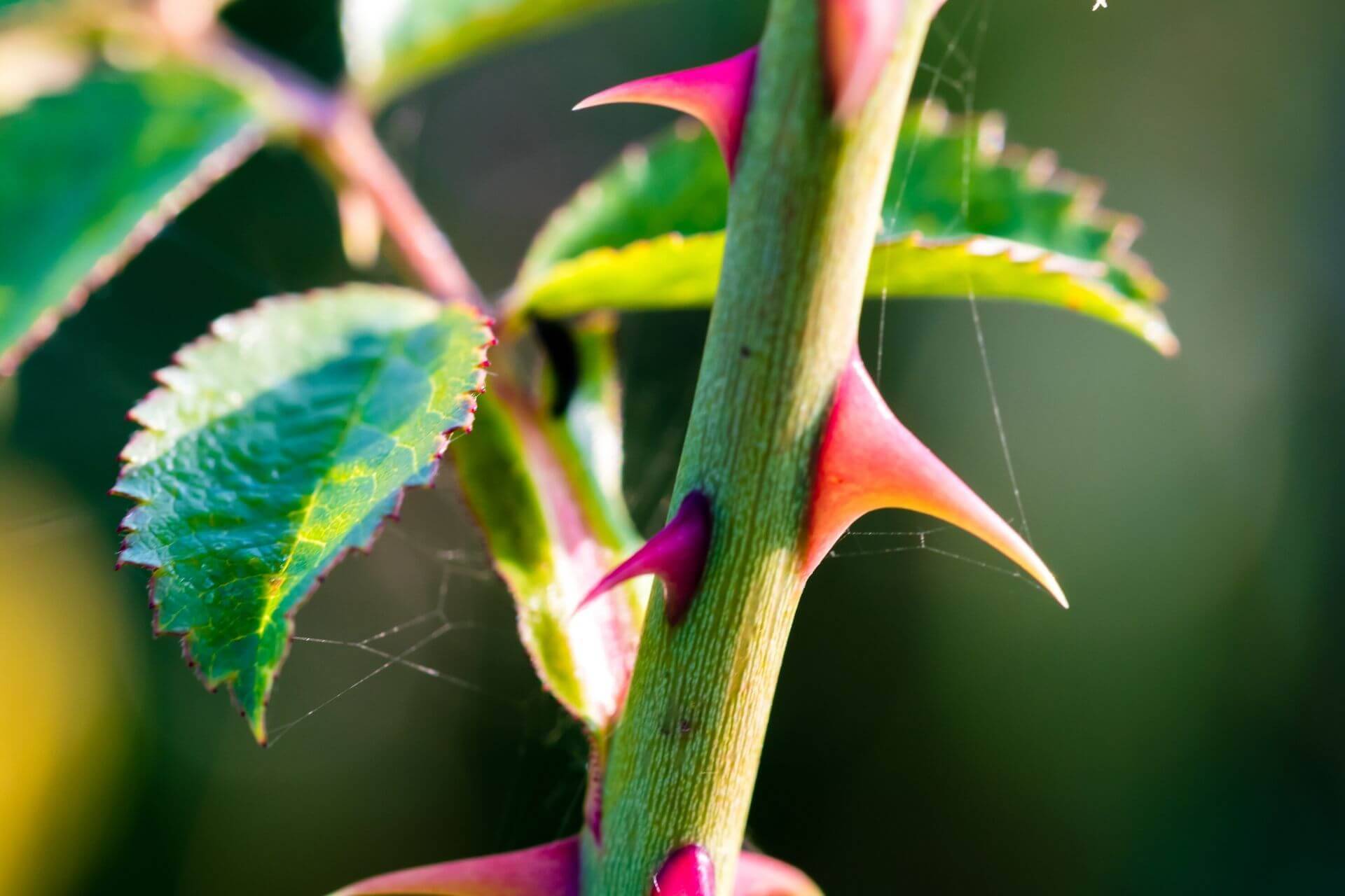 英語 植物の名詞フラッシュカード Plants 金沢優のイメージで話せる英語 英会話の学び方